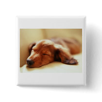 Dachshund sleeping