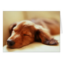 Dachshund sleeping cards