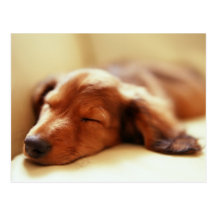 Dachshund sleeping post card