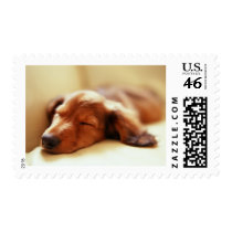 Dachshund sleeping stamps