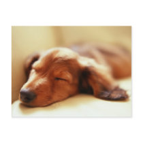 Dachshund sleeping post card