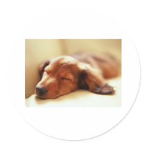 Dachshund sleeping stickers by PawsandClaws Dachshund sleeping stickers