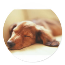 Dachshund sleeping stickers by PawsandClaws Dachshund sleeping stickers