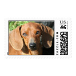 Dachshund Smooth Coat Red postage