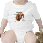 Dachshund (smooth) History Design Tee Shirt
