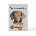 Dachshund So Cute Greeting Card