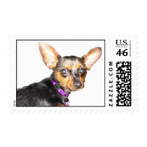 Dachshund stamp