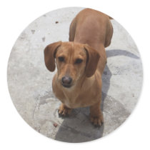 Dachshund Round Stickers