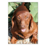 Dachshund Thinking of you Card