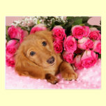 Dachshund Valentine postcards