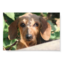 Dachshund Wirecoat Photo posters by blawhorn68 Dachshund Wirecoat Photo posters