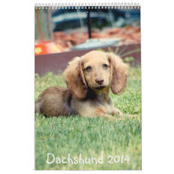 Dachshunds 2014 wall calendar
