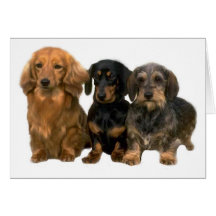 Dachshunds Card