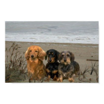 Dachshunds Closeup Beach Poster posters