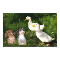 Dachshunds Poster With Ducks posters by normagolden Dachshunds Poster With Ducks posters