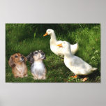 Dachshunds Poster With Ducks
