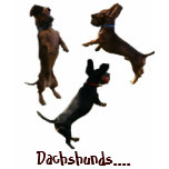 Dachshunds, You Just Can't Have One Tee