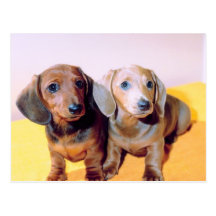 Dachsund Puppies Post Card