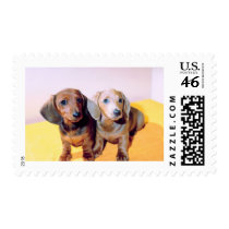 Dachsund Puppies postage by White_Wedding Dachsund Puppies postage