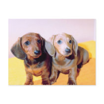 Dachsund Puppies postcards