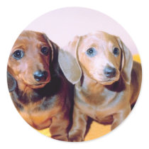 Dachsund Puppies stickers by White_Wedding Dachsund Puppies stickers