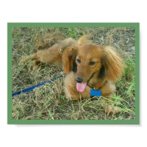 DACSHUND posters by diziner DACSHUND posters