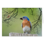 Daddy Bluebird Greeting Cards