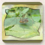 Daddy Long Legs ~ Cork Coaster