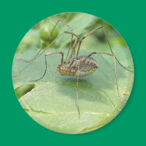 Daddy Long Legs ~ Mag magnets