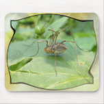 Daddy Long Legs ~ mousepad