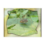 Daddy long legs ~ postcard