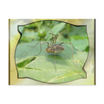 Daddy long legs ~ postcard