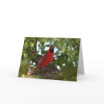 Daddy Redbird Greeting Cards
