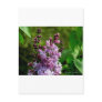Dads Lilac Postcard