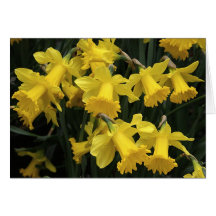 DAFF_3413_ADJUST GREETING CARD