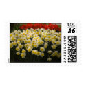 Daffadils postage