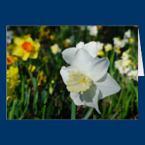 Daffo-dilly Note of Spring! cards