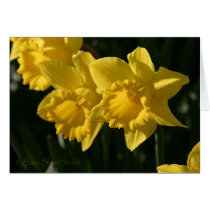 Daffodil 016 cards
