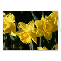 Daffodil 023 cards