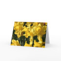 Daffodil 036 cards