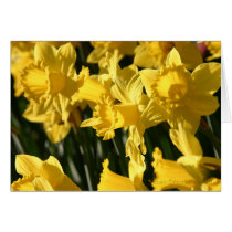 Daffodil 036 cards