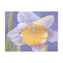 Daffodil 2003 postcards by tkrysak Daffodil 2003 postcards