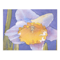 Daffodil 2003 postcards