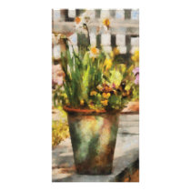 Daffodil  - A pot of daffodil's Picture Card