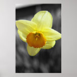Daffodil - A touch of color Poster