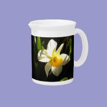 Daffodil at Daybreak Pitcher pitchers