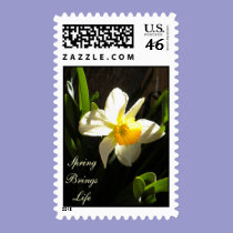 Daffodil At Daybreak Postage stamps