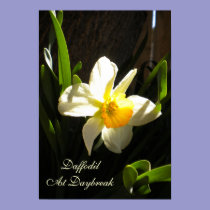 Daffodil At Daybreak Poster posters