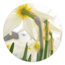 daffodil audience stickers