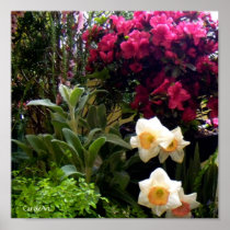 Daffodil Azalea Garden Print